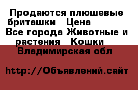 Продаются плюшевые бриташки › Цена ­ 2 500 - Все города Животные и растения » Кошки   . Владимирская обл.